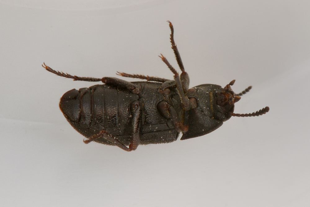 Gonocephalum granulatum nigrum, Tenebrionidae